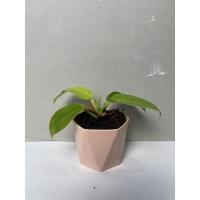 ราคา กระถางต้นไม้มงคล ต้นไม้จิ๋ว 3 นิ้ว (18977820706)