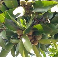 ราคา ขายส่ง 100 เมล็ด เมล็ดไม้นางกวัก ไม้มงคลนาม ไม้ขุดล้อม ต้นพญานางกวัก มีชื่ออื่นว่า ต้นทะยิง คะนิง ขะยิง จันดง ต้นมหาโชค ต้นไม้เสริมดวง (3686180401)