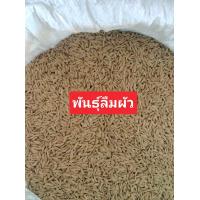 ราคา พันธุ์ข้าวเหนียวดำลืมผัว (21971498388)