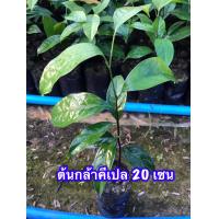 ราคา ต้นกล้าคีเปล ขนาดพร้อมปลูก ผลไม้หายากกินเเล้วตัวหอม คีเปล ต้นคีเปล (12603457761)