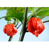 ราคา ต้นพันธุ์พริก แคโรไลน่ารีพเพอร์ Carolina Reaper ต้นพริก พริกที่เผ็ดที่สุดในโลก พร้อมปลูกในถุงดำ 219 บาท เม็ดเดียวเผ็ดทั้งหม้อ (10198744882)