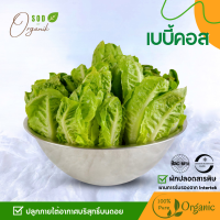 ราคา เบบี้คอส ผักสด ผักออร์แกนิค ผักไร้สารพิษ ผักสดออนไลน์ Baby Cos lettuce 500 กรัม (19752165056)