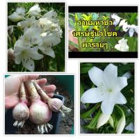 ราคา 2 หัว ว่านมหาบัว กวักพระพุทธเจ้า เป็นว่านศิริมงคล นำดอกมาบูชาพระ เทพ เป็นความมงคล คุ้มครองจากเคราะห์ทุกประการ ปลูกคู่ดีนักแล (21214489741)