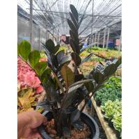 ราคา กวักมรกตดำ (22061797057)