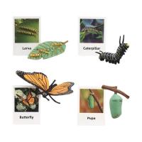 ราคา Butterfly life cycle insect Sensory play วงจรชีวิตผีเสื้อ และเพื่อนแมลง โมเดลวงจรชีวิตสัตว์ พร้อมส่ง (22247760313)