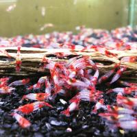 ราคา Dwarf Shrimp อาหารกุ้งแคระ กุ้งแคระ size XL เกรดเอ (22250937697)