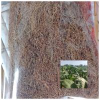 ราคา สีเสียดกินหมากบ้านโคกเมาขนาดทดลอง 30กรัม (22050655680)