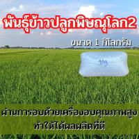 ราคา พันธุ์ข้าวปลูก พิษณุโลก2 ข้าวปลูก พิษณุโลก2 พันธุ์ข้าว พิษณุโลก2 เมล็ดพันธุ์พันธุ์ข้าว จำนวน 1 กิโลกรัม (19802622949)