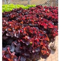 ราคา เมล็ดผักสลัด เรดโอ๊ค 100 300 เมล็ด งอกดีมีคู่มือ เมล็ดพันธุ์ผักสลัด ผักสลัด ผักออแกนิค (19770716614)