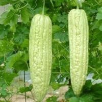 ราคา มะระจีนถูกที่สุด25บ พันธุ์มะระจีน 5ปลูกง่ายลูกดกทานอร่อย (21177696649)