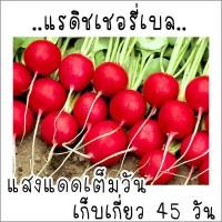 ราคา 200 เมล็ด เมล็ด พันธุ์ แรดิชเชอร์รี่ เบล Radish เมล็ดพันธุ์แรดิช (21956484348)