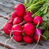 ราคา 50 เมล็ด เมล็ดผัก หัวเรดิช แรดิช Radish สวนครัว ปลูกผักปลอดสาร เหมาะแก่การทำสวน Vegetable Seeds สายพันธุ์ SAXA TREIB (21252522521)