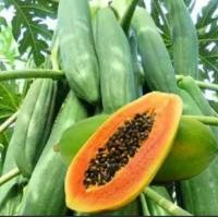 ราคา มะละกอ ฮอลแลนด์ แขกดำแขกนวล ชนิดละ50เมล็ด (17531729236)