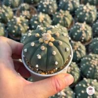 ราคา แอสโตรไฟตัม Astrophytum แคคตัส กระบองเพชร cactus succulent (21394567886)