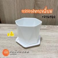 ราคา กระถางต้นไม้มงคล ต้นไม้จิ๋ว 3 นิ้ว (18977820705)
