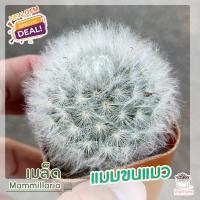 ราคา เมล็ดแมมขน ชุด10เมล็ด เก็บใหม่ แมมขนนก ขนแกะ ขนแมว ขนนกเหลือง คามิเน่ นกขาวญี่ปุ่น ดอกชมพู ขาว เขียว แมมมิลลาเลีย (11216056019)