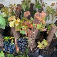 ราคา ต้นองุ่น พันธุ์นิ้วแม่มด ต้นใหญ่มากเยอะ พร้อมส่ง (21926824909)