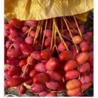 ราคา 10 เมล็ดแท้อินทผาลัมเพาะเนื้อเยื้อ สายพันธุ์คาลาส Seeds date palm Khalas เมล็ดแท้จากต้นเพาะเนื้อเยื้อ (12085483829)