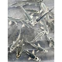 ราคา ปลาคราฟลูกนอก มัตจึบะ ไซร้ 2 3นิ้ว แข็งแรง มีประกันสินค้าคะ (21410935169)