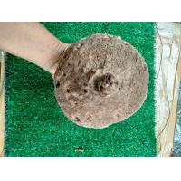 ราคา บัวบกโขด 6ไซส์ให้เลือก แยกให้เลือก มีก้านและใบกลมรูปทรงน่ารัก ไม้หัว ไม้โขด เป็นไม้หัวที่พบได้ตามป่าเ (12831724309)