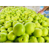 ราคา พุทรานมสด 1 kg สดจากสวน พร้อมจัดส่ง (17299384540)