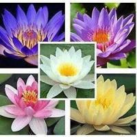 ราคา 5 เมล็ด เมล็ดบัว คละสี ดอกใหญ่ เมล็ดพันธุ์บัวดอกบัว ปลูกบัว เม็ดบัว สวนบัว บัวอ่าง Lotus Seed (9107777930)