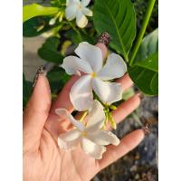 ราคา ต้นพุดฝรั่ง ต้นพุดมาลัย ต้นพุดอังกฤษ Tabernaemontana pandacaqui Lam งานถุง ต้นสวยแข็งแรงพร้อมปลูก (21848966025)