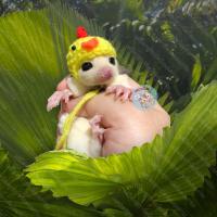 ราคา V หมวกจิ๋ว หมวกไหมพรม หมวก สัตว์เล็ก ชูการ์ กระรอก แฮมสเตอร์ ดอร์เมาส์ แฟตเทล เจอบิล ชูก้า เสื้อ ชุด เสื้อผ้า (19470286736)