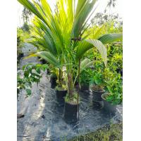 ราคา มะพร้าวน้ำหอม (19198955661)