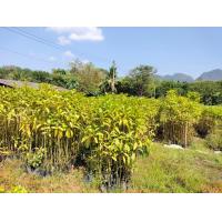 ราคา กระท่อมก้านแดง1ชุด 5ต้น แถม1ต้น (18134408420)