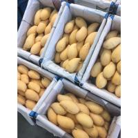 ราคา สดจากสวน มะม่วงน้ำดอกไม้ โชคอนันต์ มหาชนก แก้วขมิ้น 1กิโล หอมหวานอร่อย สด สะอาด ราคาส่ง ราคาถูก (22283716017)