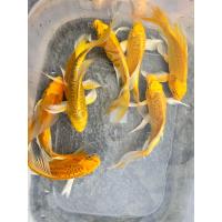 ราคา อาหารปลาคราฟ ปลาคราฟจักพรรดิ์ สีดำ สีทอง สีขาวแพลตตินั่ม ไซร้4 5นิ้ว มีประกันสินค้าคะ (22251030273)