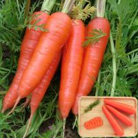 ราคา เมล็ดพันธุ์ แครอท Little Fingers Carrot Seeds plants แครอทจิ๋ว แครอทเบบี้ ผักออแกนิค เมล็ดพันธุ์พืช เมล็ดผัก ปลูกง่าย เมล็ดพันธุ์ผัก เมล็ดพันธุ์แท้ ปลูกผัก ผักสวนครัว บรรจุ 1000 เมล็ด คุณภาพดี ราคาถูก