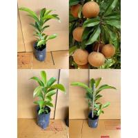 ราคา ต้นละมุดสาลี่ยักษ์ สั่ง5แถมฟรี1 ต้น จัมโบ้สั่งขั้นต่ำ2 3ต้นนะคะ แบบเพาะเมล็ด ขายถูก (22227737242)