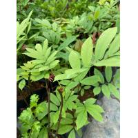 ราคา ต้นหางไหล หางไหลแดง ต้นกล้าพร้อมปลูก สูง 20 30 เซน (22222126852)