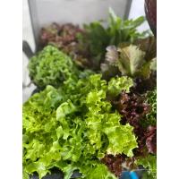 ราคา ผักสลัดรวม ปลอดสารพิษ สด กรอบ ไม่ขม 0 5 1 กิโลกรัม (17422677595)
