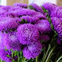 ราคา 100 เมล็ด ดอกไม้ ดอกเบญจมาศจีน ดอกฉุยฮัว Aster Chrysanthemum Seeds (22031971253)