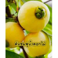 ราคา ต้นชมพู่น้ำดอกไม้ ขนาด 20 25 cm (8392864304)
