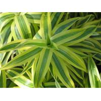 ราคา ต้นพันธุ์ ซองออฟอินเดีย Song of India พร้อมปลูกในถุงดำ 39 บาท ต้นไม้ที่ฟอกอากาศ มีความสวยงามมาก วาสนาแคระ ใบสวยเลี้ยงง่าย ทนทั้งร่มและแดด วาสนาประกายทอง พุ่มกอสวยทนแดด (21648957223)