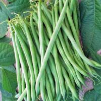 ราคา 50 เมล็ด ถั่วฝักยาว ถั่วพุ่ม ถั่วม่วง ถั่งนิโกร ผักสวนครัว NON GMO Yard Long Bean seeds (21822926126)