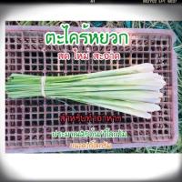 ราคา ตะไคร้หยวก เกรดA ประมาณ 25 ต้น (3940728281)
