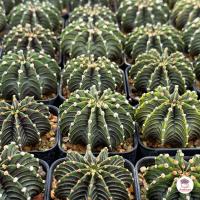 ราคา รวมยิมโน Gymnocalycium Mix แคคตัส กระบองเพชร cactus succulent (20141858943)
