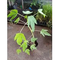 ราคา ต้นพันธุ์ มะละกอ โกโก้ ถุงดำ 29 บาท มะละกอสุก ผลไม้สีส้ม ประโยชน์เพียบ ประโยชน์ของมะละกอ ผลไม้สรรพคุณเด่น เป็นได้ทั้งคาว หวาน มะละกอดีต่อระบบขับถ่าย ยางจากผลดิบ เป็นยาช่วยย่อย ฆ่าพยาธิ (21747551323)