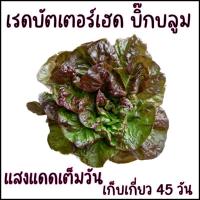 ราคา ใหม่ 100 เมล็ด เมล็ดพันธุ์สลัด เรดบัตเตอร์เฮด บิ๊กบลูม สายพันธุ์พุ่มใหญ่จากยูโกสลาเวีย red butterhead lettuce (21956325560)