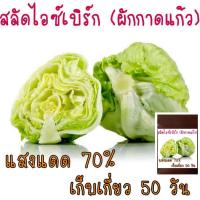 ราคา 100 เมล็ด ผักกาดแก้ว สลัดไอซ์เบิร์ก Iceberg Lettuce (21956471317)