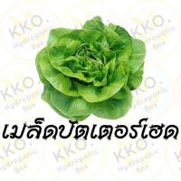 ราคา ชุดทดลองปลูกผักสลัด แบบไฮโดรโปนิกส์ สุดคุ้มปุ๋ยAB ขนาด 1500ML กล่องโฟมปลูกผัก ปุ๋ย AB (21870615538)