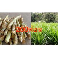 ราคา หญ้าหวานอิสราเอล ท่อนละ0 50บาท (20294645255)