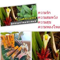 ราคา 1 ขวด น้ำมันว่านดอกทอง เด่นในเรื่องเมตตามหาเสน่ห์ ว่านราคะ ว่านมหาเสน่ห์ เสริมเมตตา เน้นรัก ราคะ ว่านป่าไทย (21218404181)