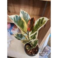 ราคา ต้นยางอินเดียด่างสามกษัตริย์ด่างชมพูประมาณุ40ซมไม้ด่างสวยขาวเหลืองแดง (22239569889)