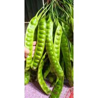 ราคา สะตอข้าว สะตอปักษ์ใต้ จำนวน10ฝัก (21324785082)